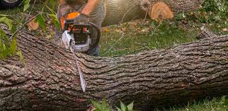 Trusted New Albany, OH Tree Services Experts