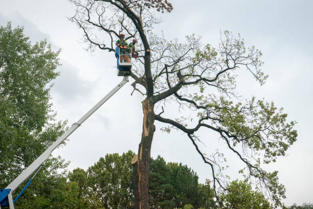 How Our Tree Care Process Works  in  New Albany, OH